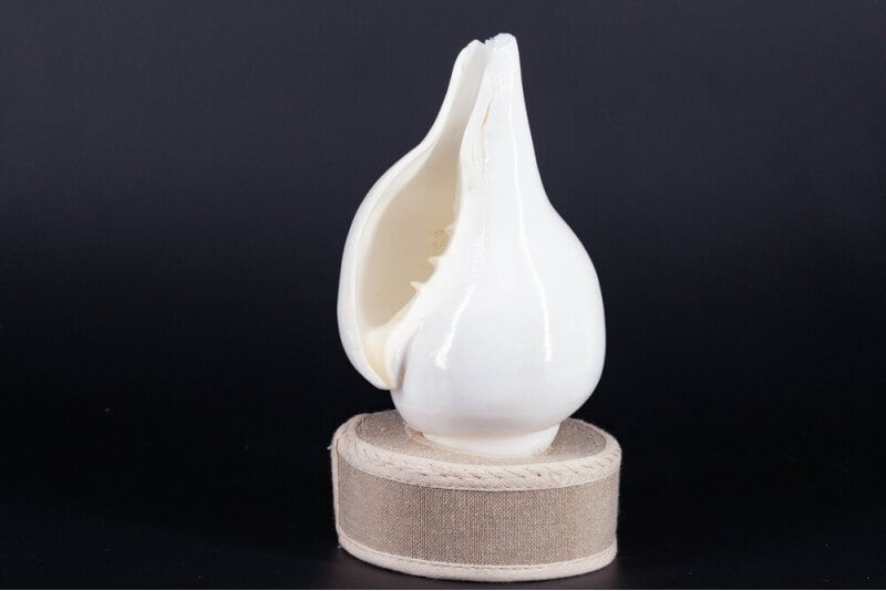 Plain Shankha High-Quality (Sacred Conch Shell)