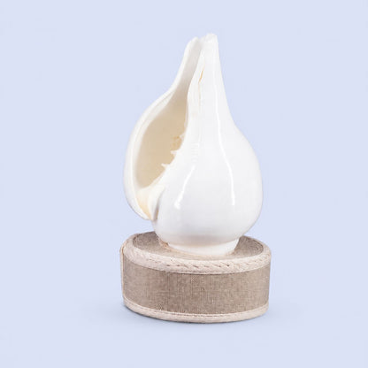 Plain Shankha High-Quality (Sacred Conch Shell)