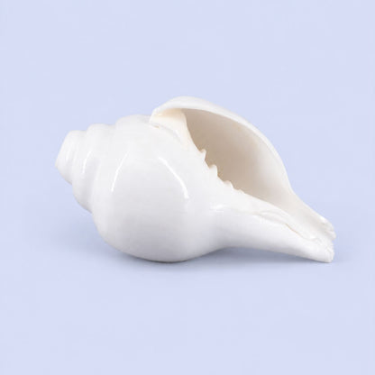 Plain Shankha High-Quality (Sacred Conch Shell)