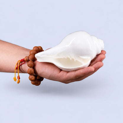 Plain Shankha High-Quality (Sacred Conch Shell)