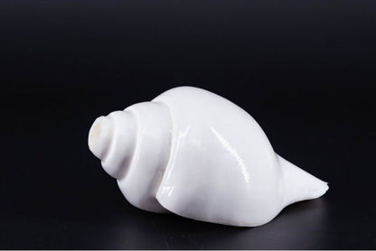 Plain Shankha High-Quality (Sacred Conch Shell)