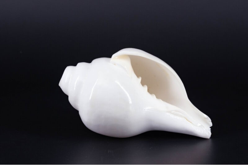 Plain Shankha High-Quality (Sacred Conch Shell)