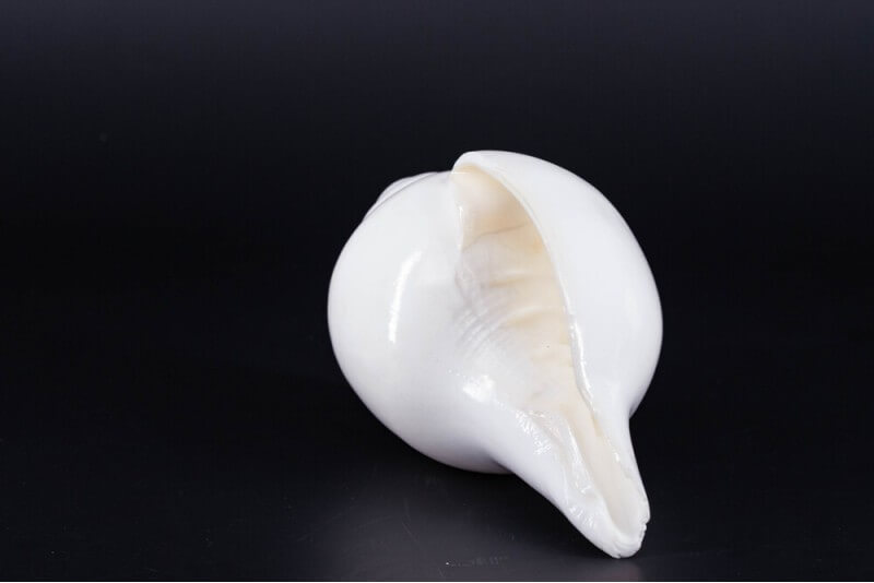 Plain Shankha High-Quality (Sacred Conch Shell)