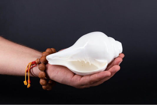Plain Shankha High-Quality (Sacred Conch Shell)